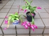 mihomiho デンマークカクタス 薔薇咲き ピンク系 E 　発根済み mihomiho デンマークカクタス 薔薇咲き ピンク系 E 発根済み