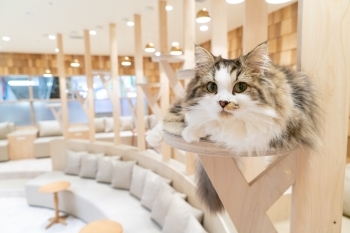可愛い丸テーブルやソファーもあり、読書や勉強も可能です！「猫カフェMOCHA（モカ）」