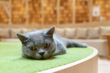 寝ている猫ちゃんを観察するだけでも癒されますよ☆「猫カフェMOCHA（モカ）」