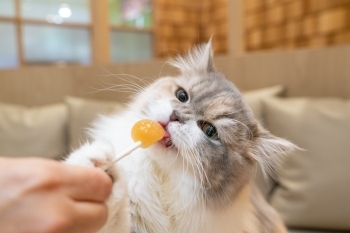 猫用フードから作った猫アイス！　幸せそうに食べる姿がたまらない「猫カフェMOCHA（モカ）」