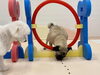 ムッ太くん…😅　　ジャンプの練習中です😋「ましゅまろ幼稚園🐾」