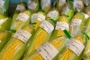 スイートコーン！「【再登場】弘法茶水ようかん　白玉団子入り！」
