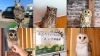 油絵　フクロウカフェ ふくろう 油絵」の人気商品一覧 | 安い商品を通販サイトから探す