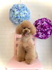 イハナちゃん　スタイリスト／ＭＩＫＡ「わんこと紫陽花　(^.^)」