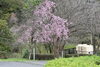 「2023春　桜情報」