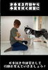 「＼足拭きを”される”から”一緒にやる”へ🐾／」