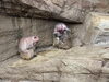 サクラ親仔（右）「今、サル山から目が離せない！？」