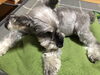寝起きの愛犬‼️👀「地区民運動会の慰労会の折詰料理は、あがわで！」