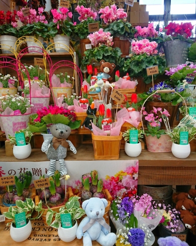 春のお花でいっぱい♪「【はなやHOK皆生店】春の花鉢が入荷です！」