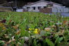 外は、北風、霰が降っています。菜の花も寒そうです。「明日はひな祭り」