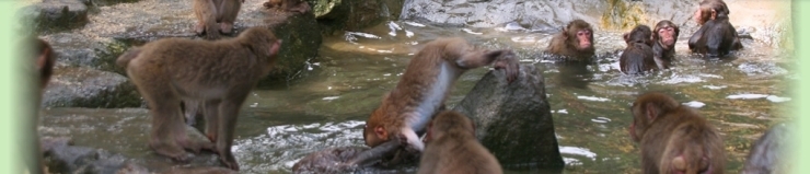 高崎山自然動物園