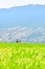 八ヶ岳を背景に「バスでラクラク入笠山へ！バックパック1つで行けるおすすめのオリオンツアー。まだ空きがございますよ！」