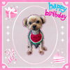 「Dog salon mofu mofu　余市町」