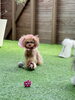 ただいまお花🌸中のＰｏＰｏ　カトリーナが気に入りました😈「わんこと休日🐶」