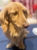 爪切り、足裏バリカン　単品コース「🐶トイプードル、トリミングのお友達❤️」