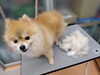 「毛の中に抜けた毛が溜まる【どっぐさろんあきゅ　京都市南区上鳥羽　小型犬専門　トリミング　ペットサロン】」