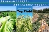 「Top Field」農からはじめる幸せな暮らし　安心安全な作物を食卓まで