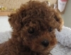 「ティーカップ・プードル入舎しました。」