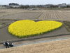 「ハート形❤️の菜の花畑」