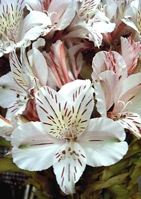 １１月１９日の誕生花は 白いアルストロメリア