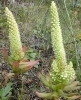 １１月２０日の誕生花は イワレンゲ 織姫ねっと 編集部のニュース 織姫ねっと 交野市