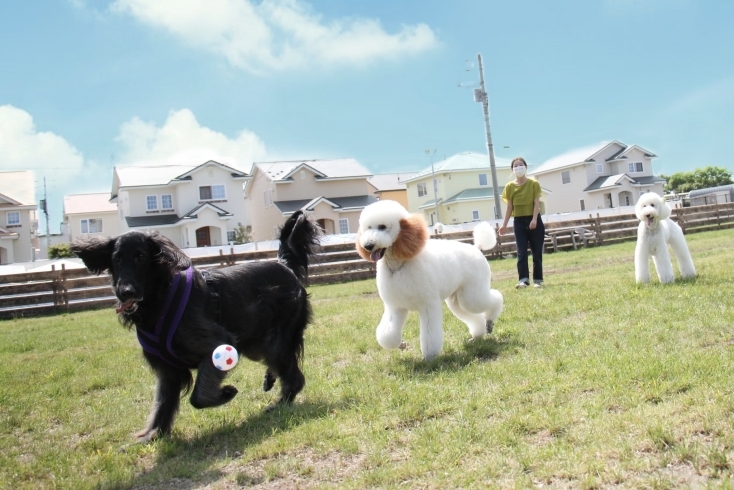 「Dogrun KEN＋」苫小牧で愛犬がのびのび遊べるドッグラン