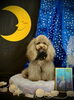 もっちーちゃん「お月さまとわんこ🌛」