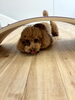 レオくん「ましゅまろ幼稚園🐾パート２」