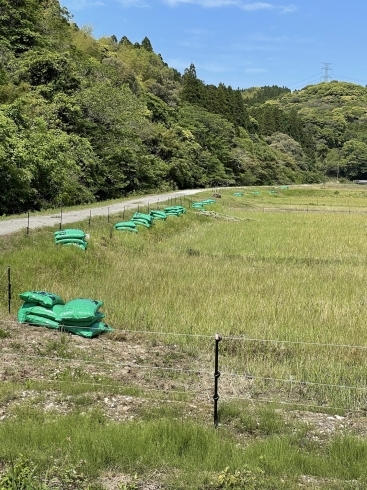 ラストスパートだー‼︎「お米作り」