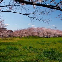 大堀第1号公園｜富津市