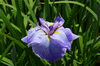 花菖蒲写真「鉢で楽しむ花菖蒲」
