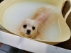 お知らせ 豊平区月寒東のトリミングショップ 犬の床屋さんちゃいるどっく 信頼のクオリティを提供 安い価格設定 人気のオプション歯磨き 炭酸泉浴など ご自宅では難しい爪切りもお任せください 予約制で夜間営業も 犬の床屋さん ちゃいるどっくのニュース