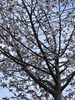 桜「新入生　^ - ^」