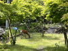 「参拝！大山阿夫利神社」