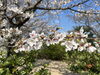 「今年も芝桜の花が綺麗に咲きました。」