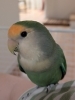 「【新居浜市政枝町】迷いインコを探しています（不明になった日：2026年3月15日）」