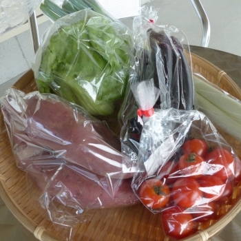生産者が一番美味しいタイミングで届ける季節の旬の新鮮野菜！「株式会社 タカラファーム」