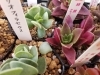 Jozpictsihpzp 完了しました 多肉植物 イベント 関東 21 1005 多肉植物 イベント 関東 21