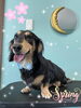 「可愛い子ちゃん♡ Dog salon mofu mofu余市町」