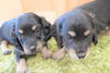 「ミニチュアダックス子犬情報」