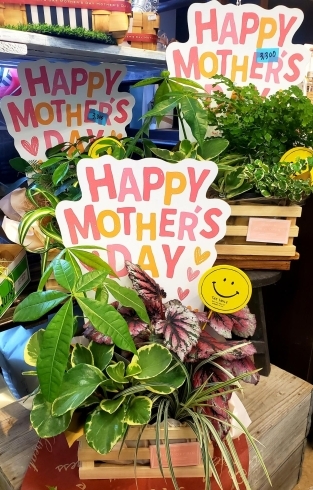 観葉植物セット「母の日の商品、多数取り揃えてます✨」