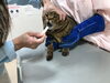 口の中も見てもらいました「しまこの爪切り」