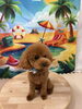 トイプードル   のあくん🐬「ご新規様✨わんちゃんトリミング紹介🐩 ͗ ͗」