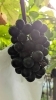 オーガニックキッチン音川ファームさんの🍇「今だけの特別な味わい✨オーガニックぶどうから生まれたパン・ド・カンパーニュ焼き上がりました！🥖」