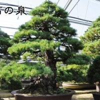 四国赤石五葉松の盆栽❣️