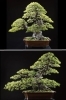 上段：赤石の天狗　樹齢300年
下段：権現の王　樹齢200年「赤石の泉」
