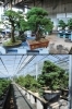 植物検疫を経て、海外への輸出準備をしています。「赤石の泉」