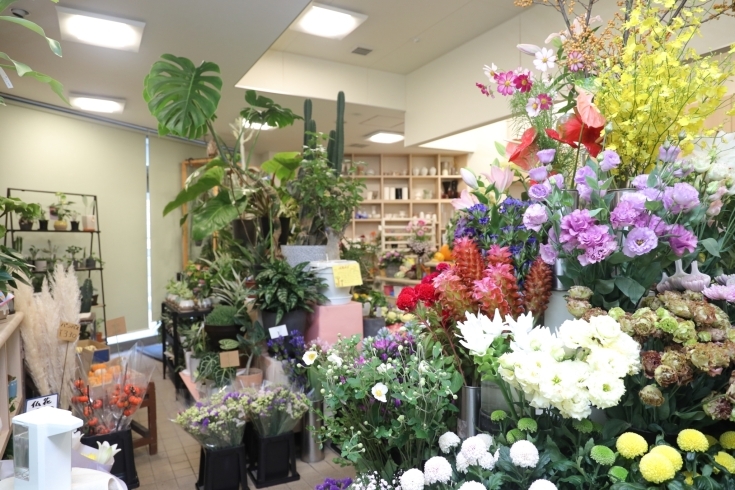 「（有）鈴木園芸生花店」良質で新鮮なお花を取り揃える　和光市駅前通りにある花屋です！