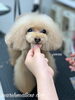「冬のオプションキャンペーン　^ - ^」