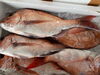「本日鮮魚入荷致しました。[岩牡蠣は７月から販売致します。]」